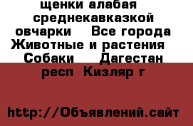 щенки алабая ( среднекавказкой овчарки) - Все города Животные и растения » Собаки   . Дагестан респ.,Кизляр г.